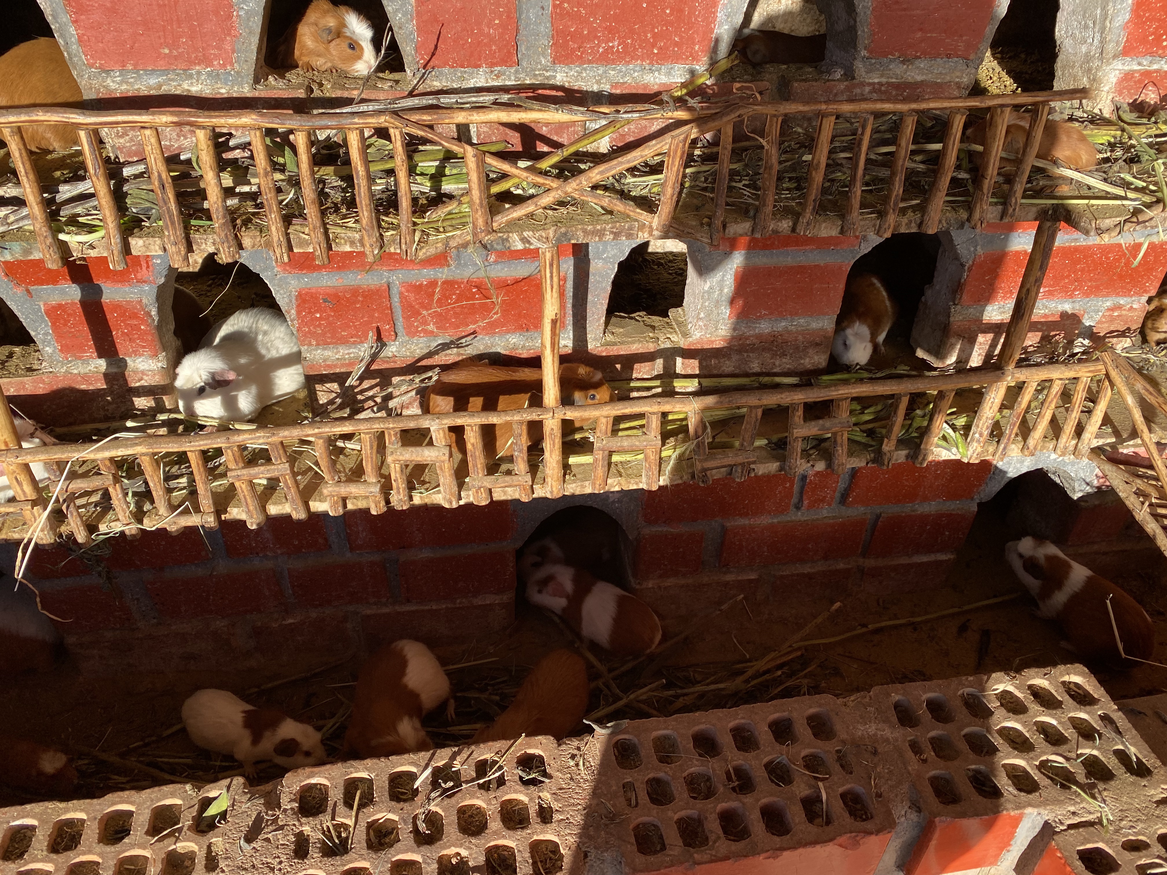 Cuy Peruvian Dish: A Flashback, a Trip to Peru, and My Culinary Crisis